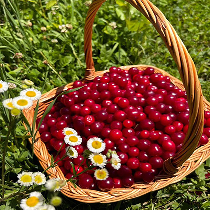 Cerises